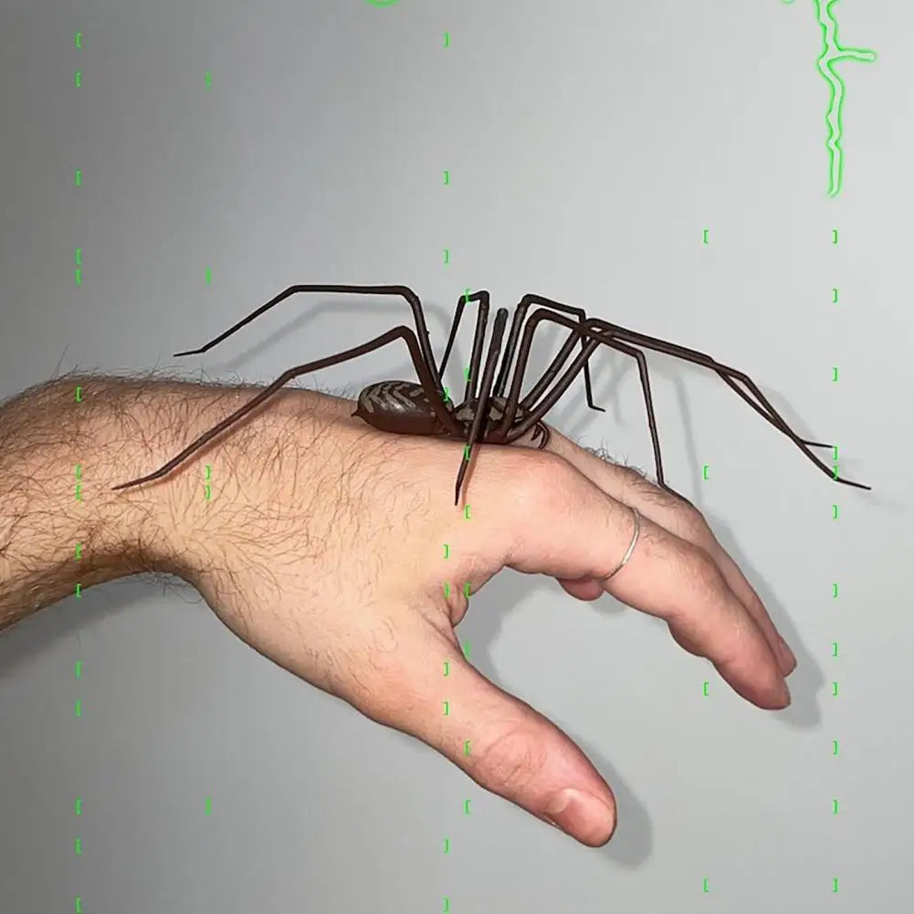 Araignée magnétique Marron